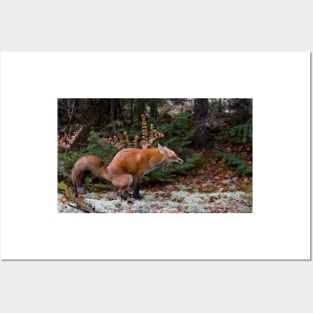 "Damn pine cones!" - Red Fox Posters and Art